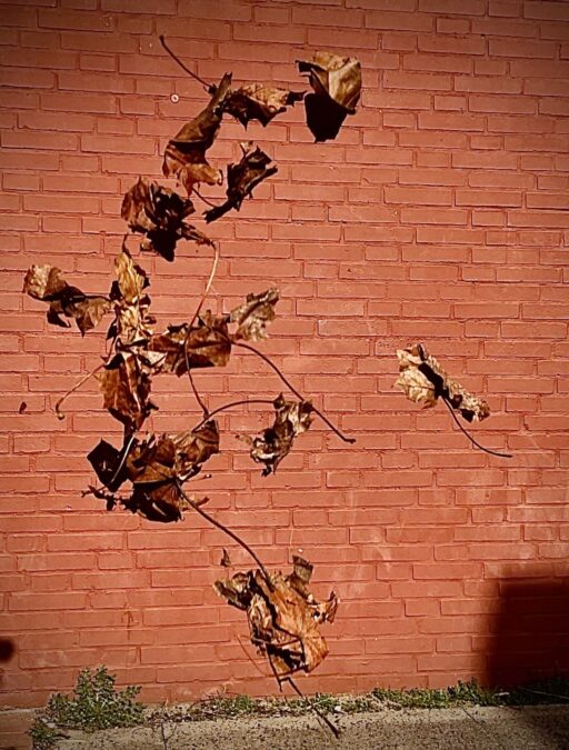 Mehrere Äste mit trockenen braunen Blättern fallen herunter. Im Hintergrund ist eine rote Backsteinwand zu sehen.